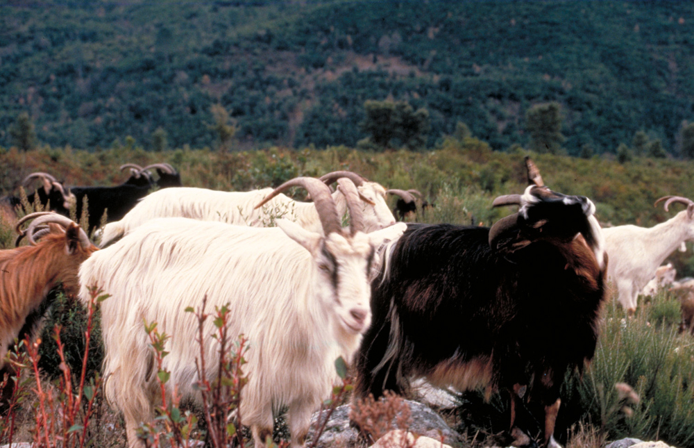 Corsica goats