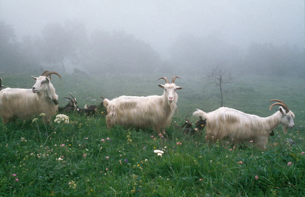 Goats from the Pyrénées