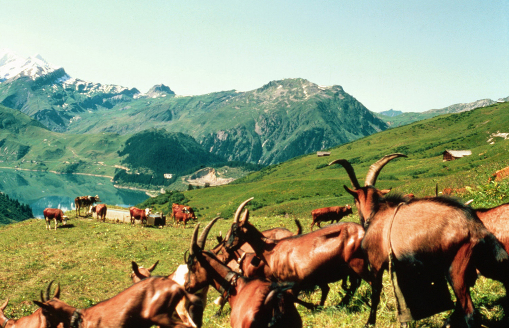 Goat and caox in the Alpes