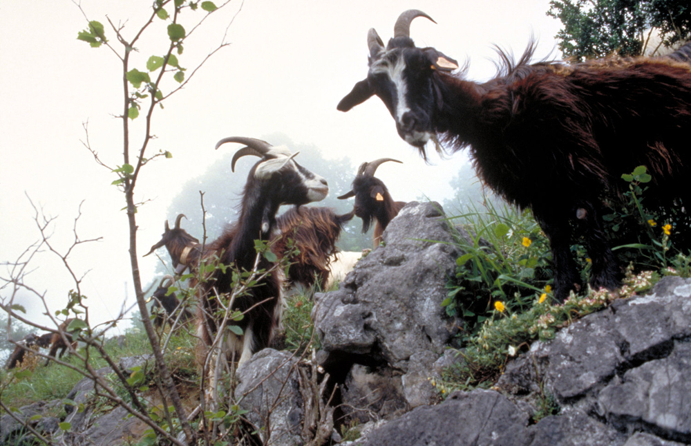 Goats from the Pyrénées