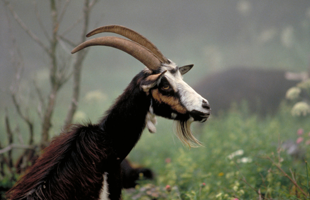 Goat from the Pyrénées