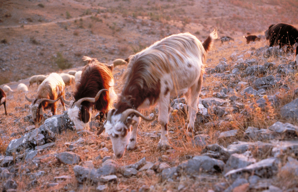 Goats and sheep, northern Greece