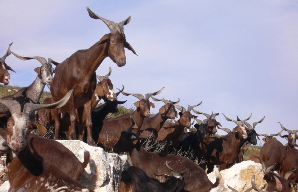 Goats, south of France